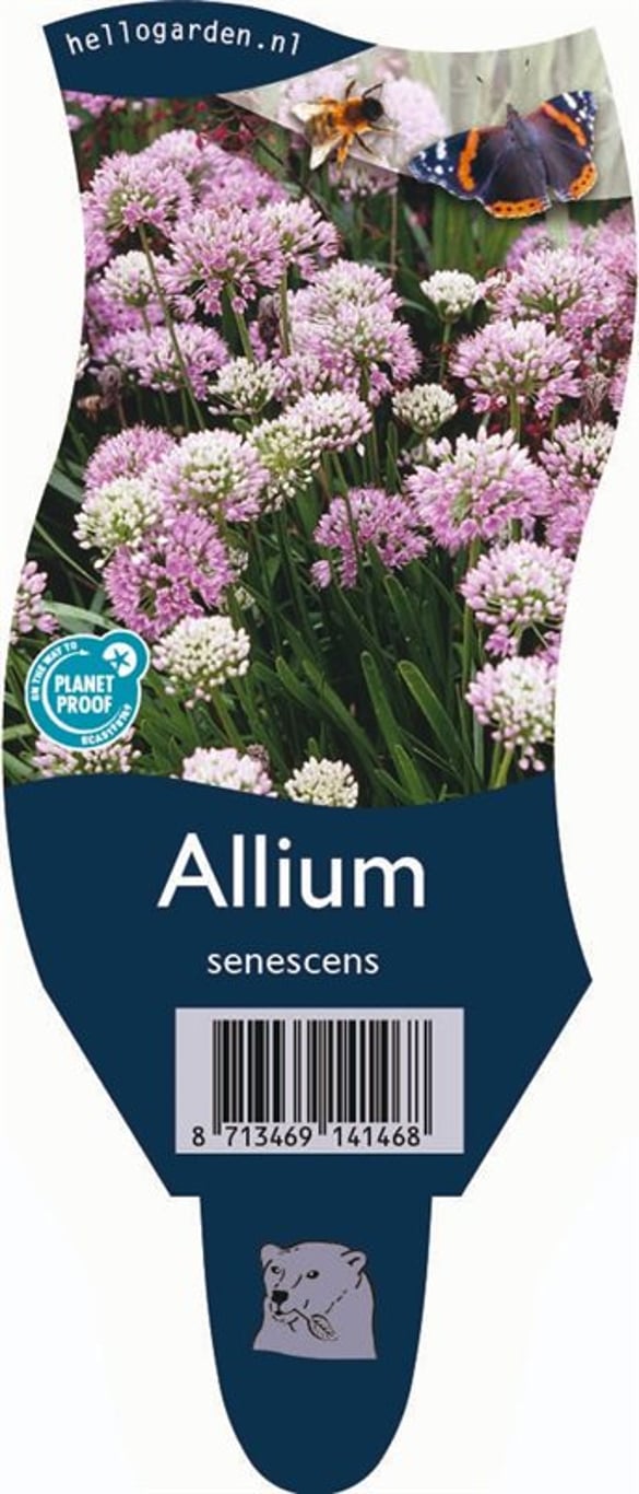 Allium senescens - P11